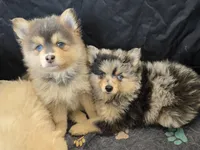Blue toy/mini, a male Pomsky for sale in Jacksonville, NC – 4 of 6