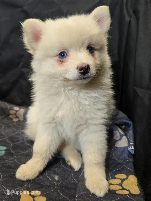 Big cream toy/mini – Pomsky puppy for sale in Jacksonville, NC