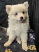 Big cream toy/mini, a male Pomsky for sale in Jacksonville, NC – 1 of 10