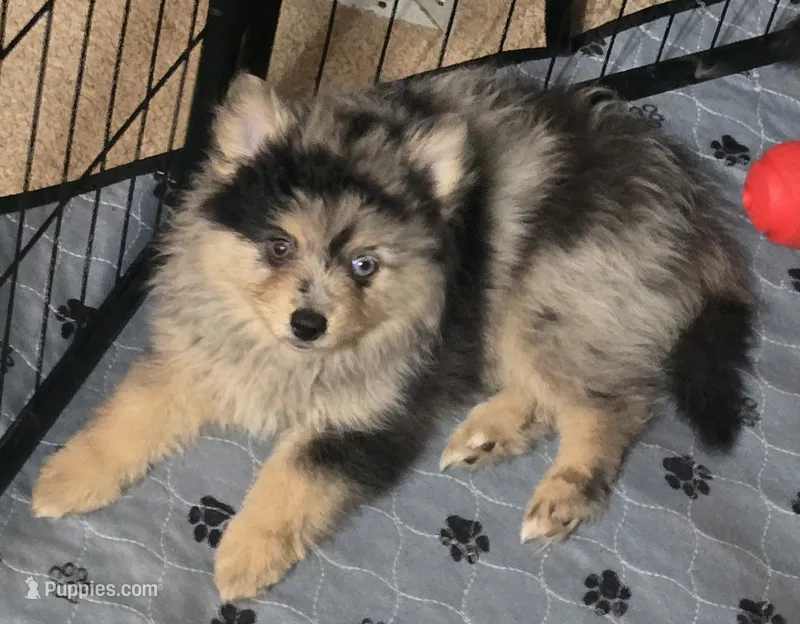 Merle toy/mini – Pomsky puppy for sale in Jacksonville, NC