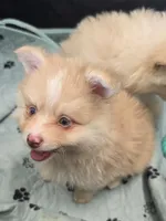 Toy red Merle, a male Pomsky for sale in Jacksonville, NC – 9 of 10