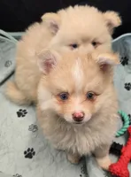 Toy Cream, a male Pomsky for sale in Jacksonville, NC – 9 of 10