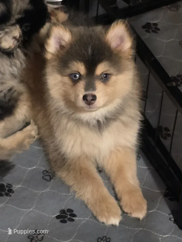Blue toy/mini – Pomsky puppy for sale in Jacksonville, NC