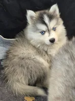 Girl 4 mini, a female Pomsky for sale in Jacksonville, NC – 3 of 9