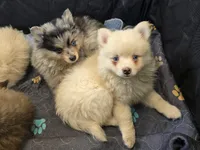 Big cream toy/mini, a male Pomsky for sale in Jacksonville, NC – 9 of 10