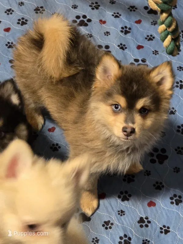 Blue toy/mini – Pomsky puppy for sale in Jacksonville, NC