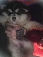 Silver Boy, a male Pomsky for sale in Jacksonville, NC – Photo 3 of 3