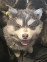 Silver Boy, a male Pomsky for sale in Jacksonville, NC – Photo 1 of 3