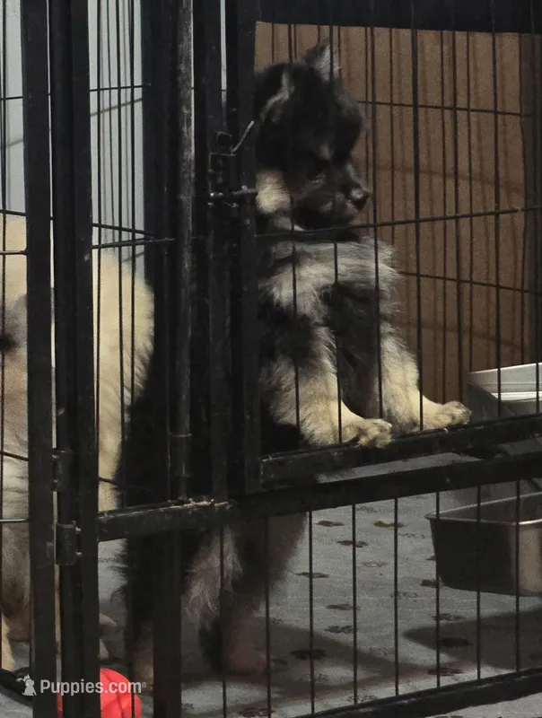 Black toy/mini – Pomsky puppy for sale in Jacksonville, NC