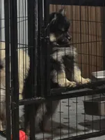 Black toy size, a male Pomsky for sale in Jacksonville, NC – 5 of 8