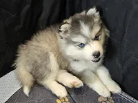 Girl 3 mini, a female Pomsky for sale in Jacksonville, NC – 7 of 10