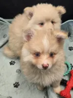 Toy Cream, a male Pomsky for sale in Jacksonville, NC – 4 of 10