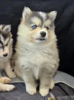 Girl 1 mini, a female Pomsky for sale in Jacksonville, NC – 2 of 10