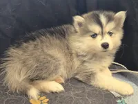 Girl 4 mini, a female Pomsky for sale in Jacksonville, NC – 7 of 9
