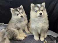 Girl 4 mini, a female Pomsky for sale in Jacksonville, NC – 8 of 9