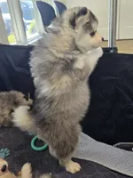 Girl 3 mini, a female Pomsky for sale in Jacksonville, NC – 8 of 10