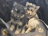 Black toy/mini, a male Pomsky for sale in Jacksonville, NC – 5 of 5