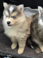 Girl 1 mini, a female Pomsky for sale in Jacksonville, NC – 10 of 10