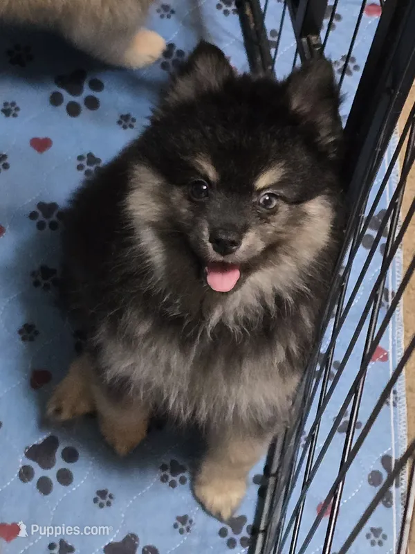 Black toy size – Pomsky puppy for sale in Jacksonville, NC