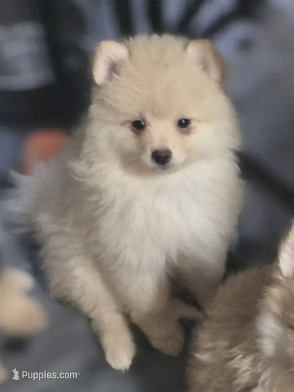 Lil Cream toy size – Pomsky puppy for sale in Jacksonville, NC