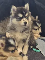 Girl 2 mini, a female Pomsky for sale in Jacksonville, NC – 2 of 7
