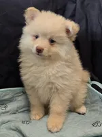 Toy Cream, a male Pomsky for sale in Jacksonville, NC – 1 of 10