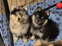 Black toy size, a male Pomsky for sale in Jacksonville, NC – 3 of 8