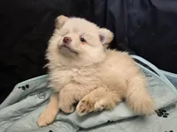 Toy Cream, a male Pomsky for sale in Jacksonville, NC – 10 of 10