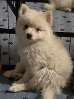 Cream toy/mini, a male Pomsky for sale in Jacksonville, NC – 7 of 7