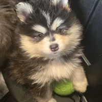 Toy Black Boy, a male Pomsky for sale in Jacksonville, NC – Photo 4 of 10