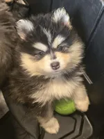 Dark Blue Boy, a male Pomsky for sale in Jacksonville, NC – Photo 1 of 9