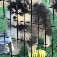 Toy Black Boy, a male Pomsky for sale in Jacksonville, NC – Photo 1 of 10