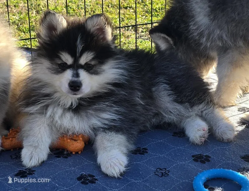 Toy Dark Blue Boy, a male Pomsky for sale in Jacksonville, NC – Photo 1 of 10