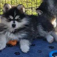 Toy Black Boy, a male Pomsky for sale in Jacksonville, NC – Photo 2 of 10