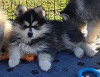 Toy Dark Blue Boy, a male Pomsky for sale in Jacksonville, NC – Photo 1 of 10