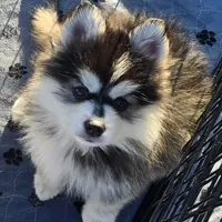 Toy Black Boy, a male Pomsky for sale in Jacksonville, NC – Photo 8 of 10