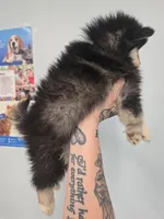 Dark Blue Boy, a male Pomsky for sale in Jacksonville, NC – Photo 7 of 9