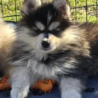 Toy Black Boy, a male Pomsky for sale in Jacksonville, NC – Photo 7 of 10