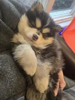 Dark Blue Boy, a male Pomsky for sale in Jacksonville, NC – Photo 9 of 9