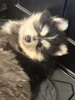 Dark Blue Boy, a male Pomsky for sale in Jacksonville, NC – Photo 2 of 9