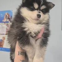 Toy Black Boy, a male Pomsky for sale in Jacksonville, NC – Photo 3 of 10