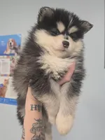 Dark Blue Boy, a male Pomsky for sale in Jacksonville, NC – Photo 5 of 9