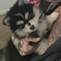 Toy Black Boy, a male Pomsky for sale in Jacksonville, NC – Photo 5 of 10