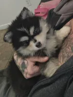 Dark Blue Boy, a male Pomsky for sale in Jacksonville, NC – Photo 3 of 9