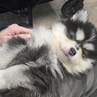 Toy Black Boy, a male Pomsky for sale in Jacksonville, NC – Photo 6 of 10