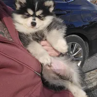 Toy Black Boy, a male Pomsky for sale in Jacksonville, NC – Photo 10 of 10