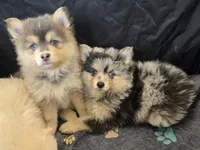 Blue toy/mini, a male Pomsky for sale in Jacksonville, NC – 6 of 6