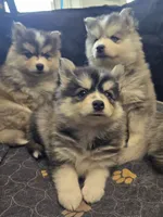 Girl 2 mini, a female Pomsky for sale in Jacksonville, NC – 7 of 7