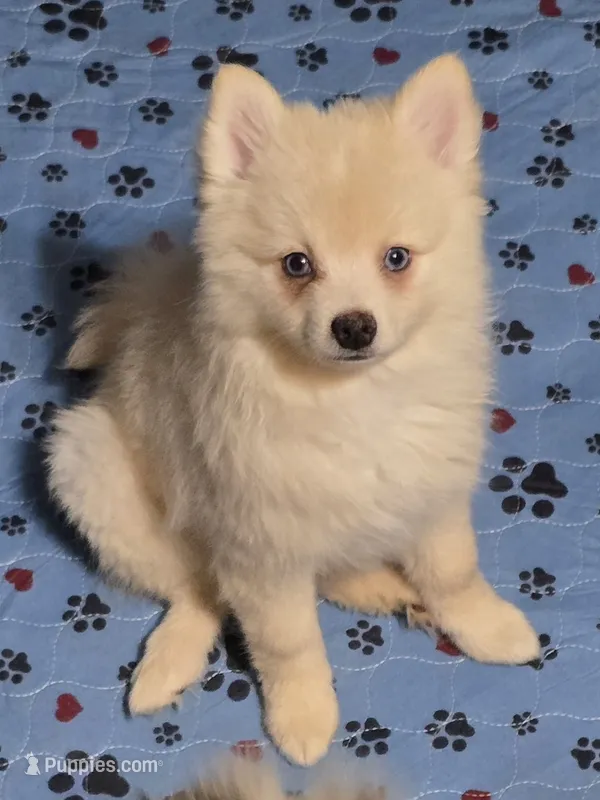 Cream toy/mini – Pomsky puppy for sale in Jacksonville, NC