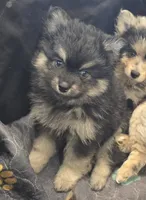 Black toy/mini, a male Pomsky for sale in Jacksonville, NC – 1 of 5